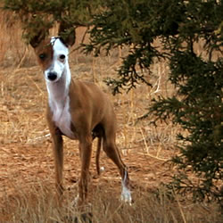 Italian Greyhound